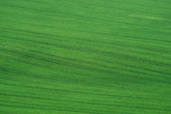 Photo green color