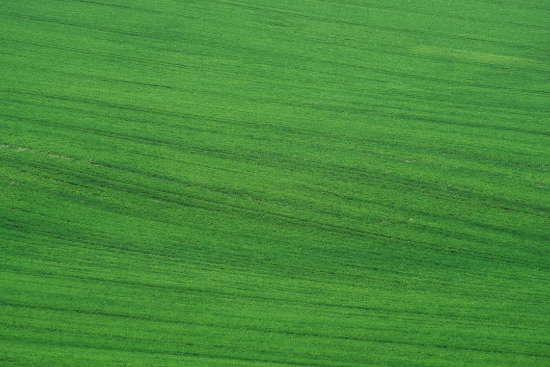 Photo green color