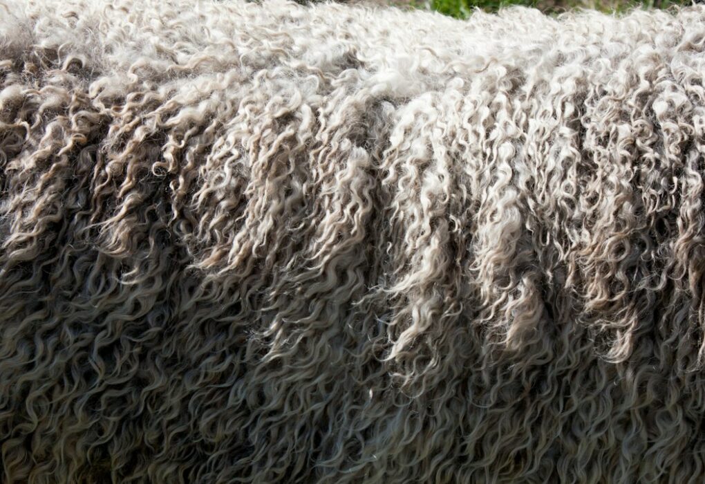 Photo wool