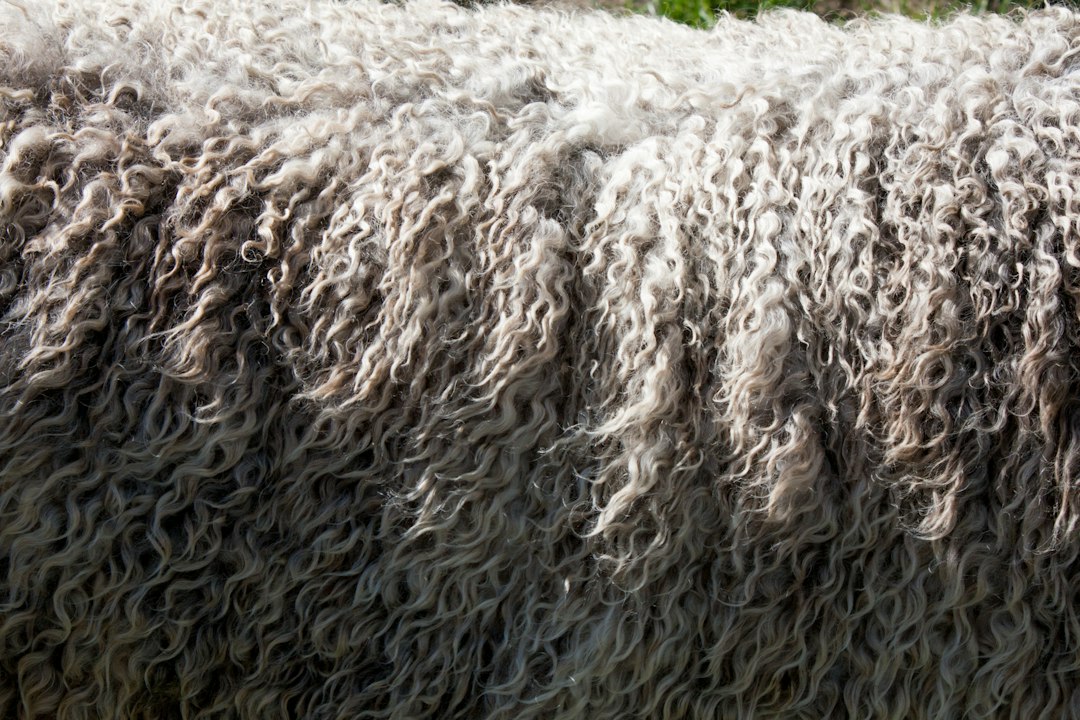 Photo wool